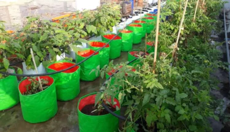 Telangana urban farming training
