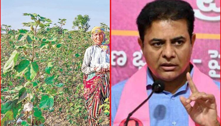 cotton procurement crisis