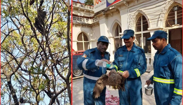 eagle trapped in Chinese manja