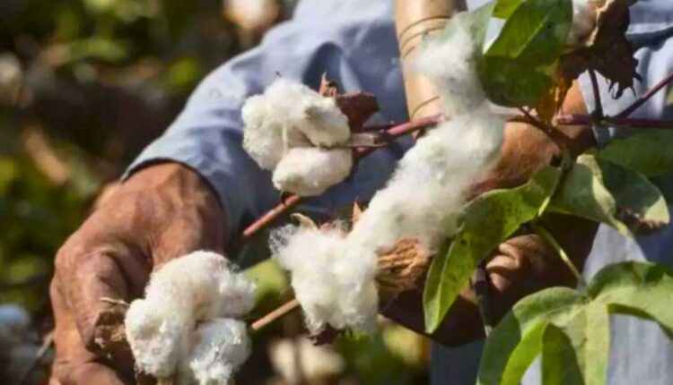 CCI cotton procurement extended till February