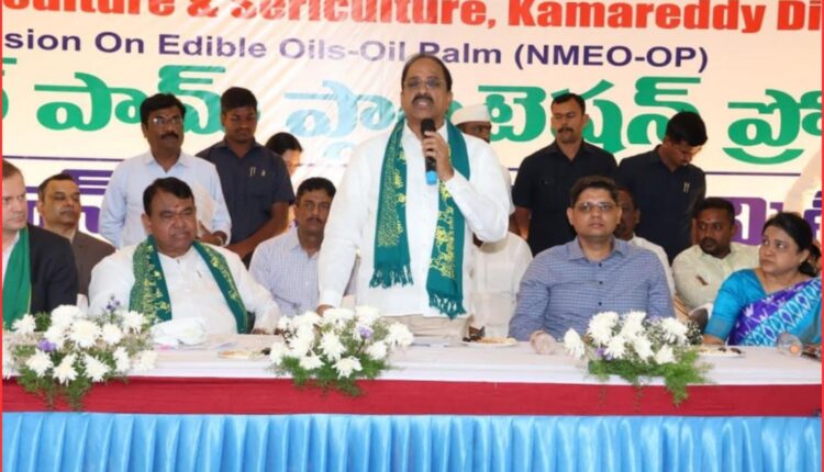 oil palm cultivation