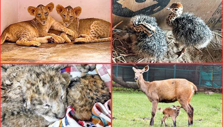 Hyderabad Zoo records over 90 births