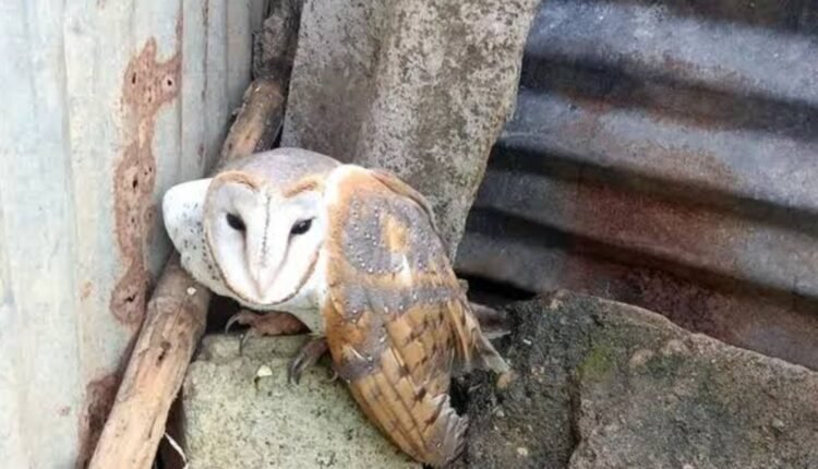 Taita owl spotted in Khammam district