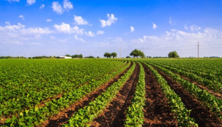Cotton crop losses worsen after heavy rains in Bhupalpally