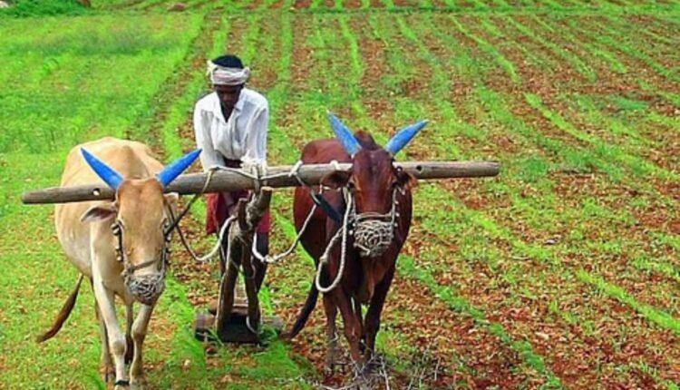 Paddy seed registration deadline set for August 19