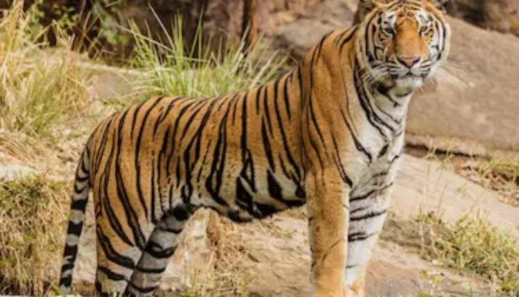 Krishnagiri tiger claim found untrue