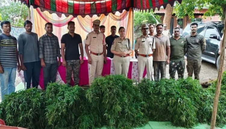 Ganja cultivation in Asifabad: 1,245 plants seized
