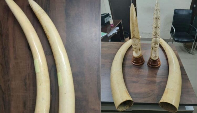 DRI Hyderabad: four elephant tusks seized, three held