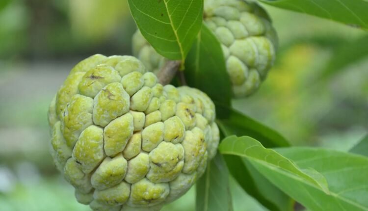 Custard apple prices soar as El Nino cuts yield