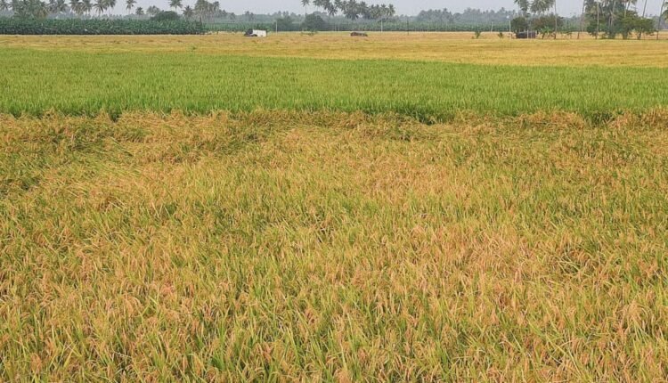 Tummala warns of paddy cultivation decline in Rabi
